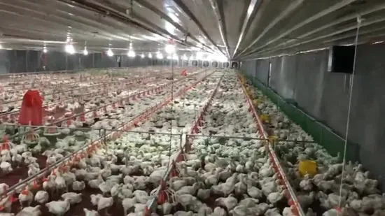 Environment System Can Control The Temperature in Chicken House