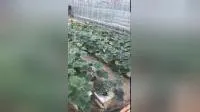 Agricultural/Commercial Cocopeat Substrate Soilless Culture Greenhouse for Tomato Cucumber Strawberry Eggplant Lettuce Planting 