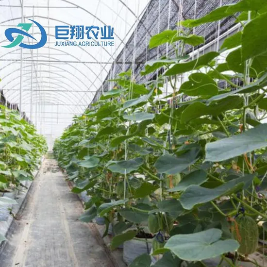 Humidity Controlled Intelligent Commercial Film Greenhouse for Lettuce/Cucumber 