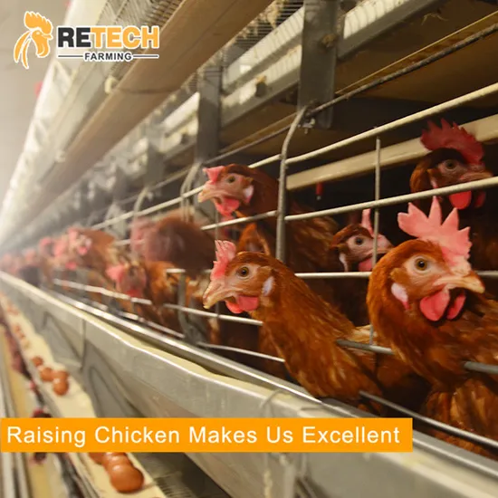 Environment Control Poultry Air Ventilation System Chicken Layer Cage 