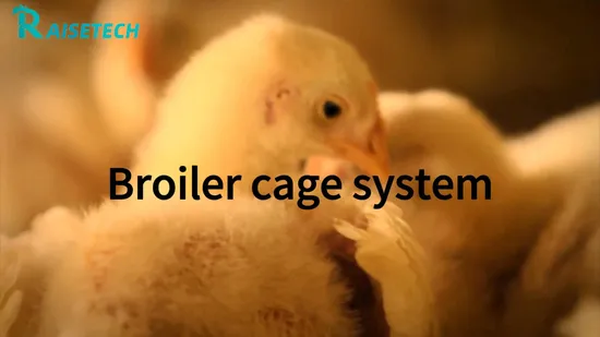 Marchautomated Ventilation Fan for Poultry Farm Environment Control System Broiler Flat Floor Raising Closed Chicken House 