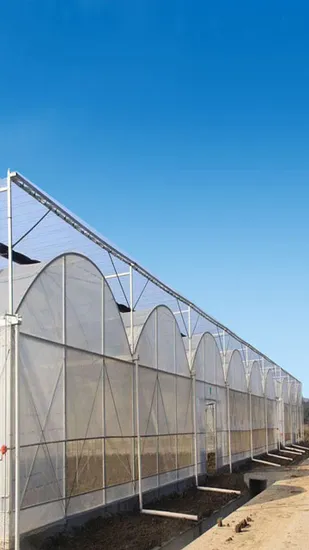 Building Material Large Multi Span Agricultural Cucumber Film Greenhouse for Sale 